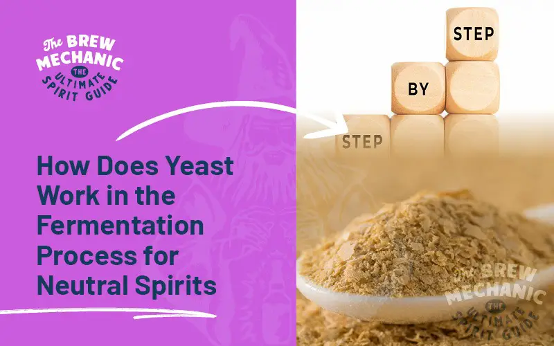 How Does Yeast Work in Fermentation? For Sugar Wash.