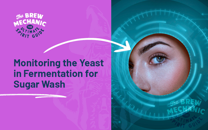 Yeast in fermentation is crucial for it to create alcohol and view the key stages of it.