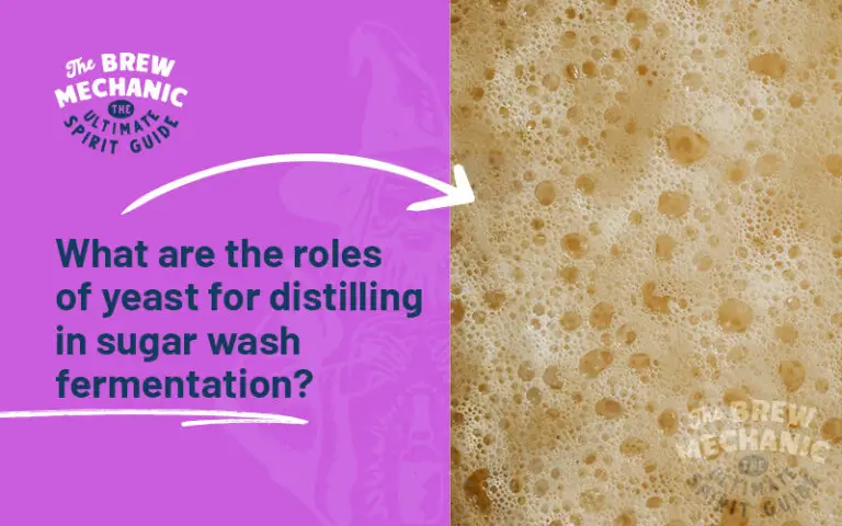 Image of a title saying what are the roles of yeast for distilling in sugar fermentation and the right side is an image of yeast.